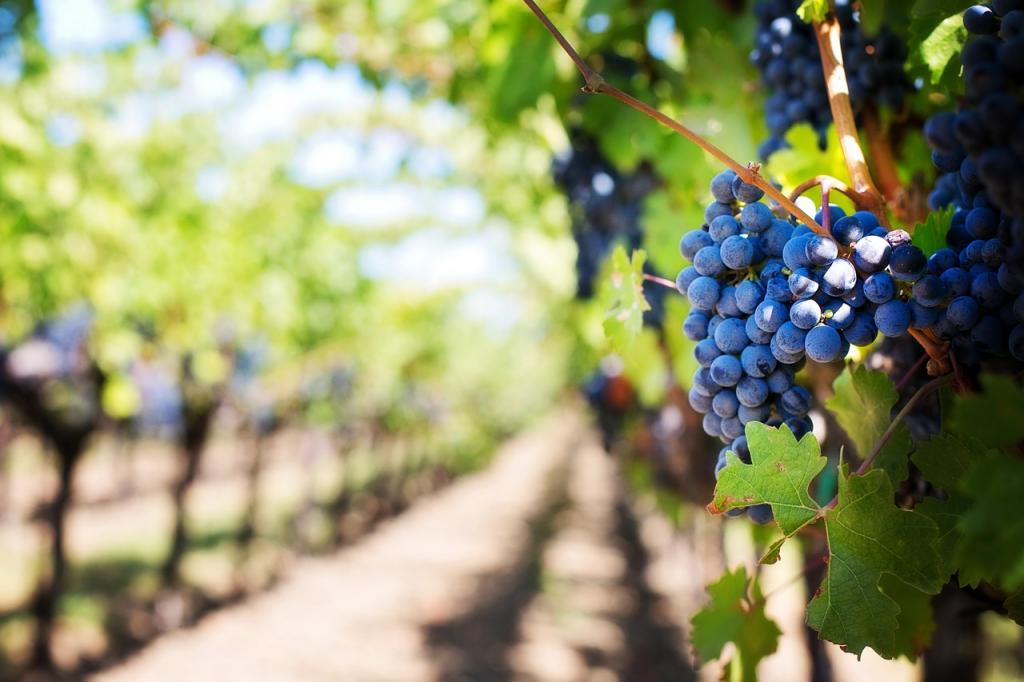 Przepis na nalewkę winogronową ze śliwkami