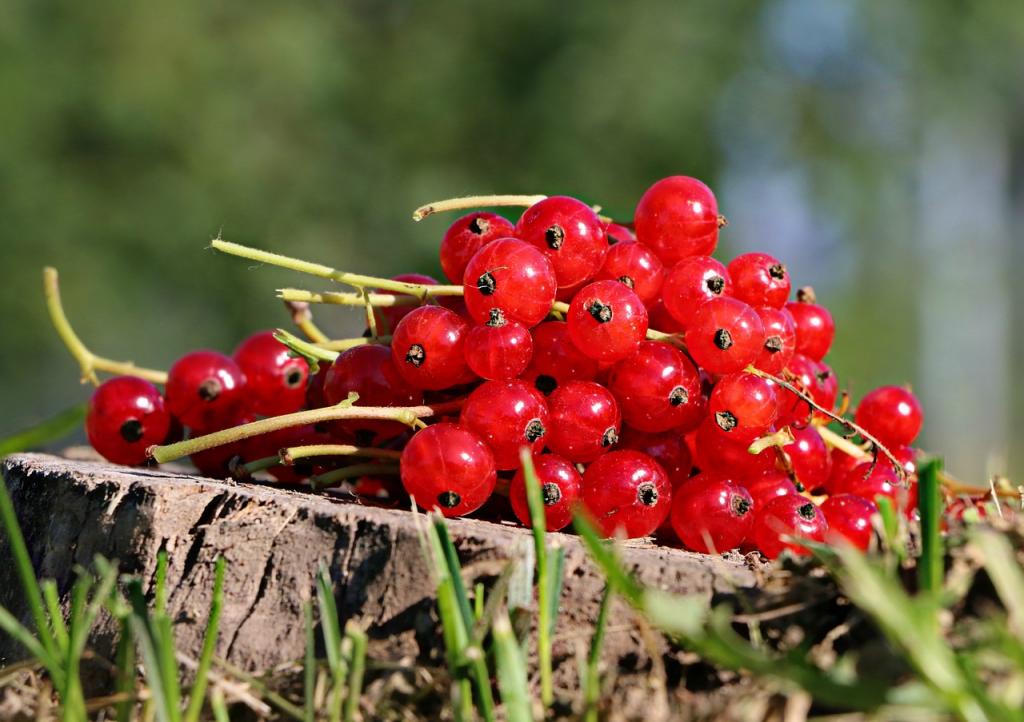Recipe for tincture of red currants